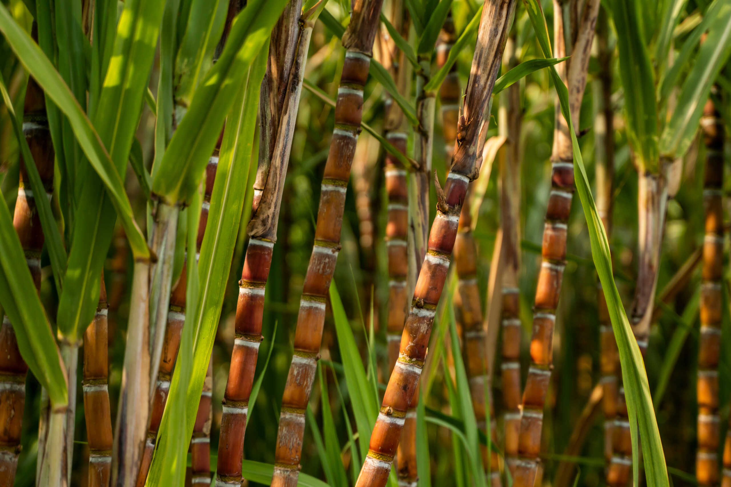 Bonsucro – Better Sugarcane Initiative