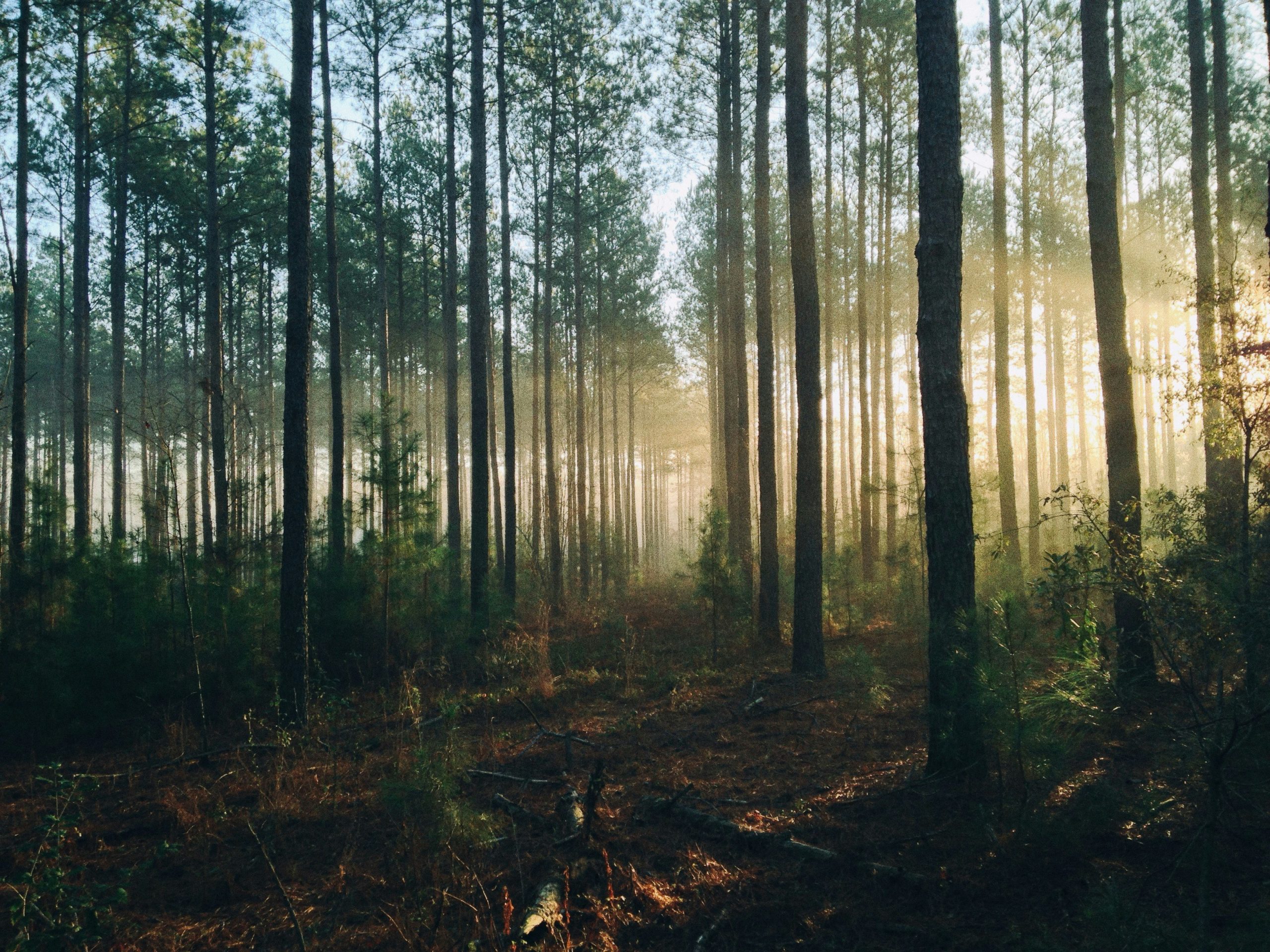 steven-kamenar-MMJx78V7xS8-unsplash steven-kamenar-MMJx78V7xS8-unsplash