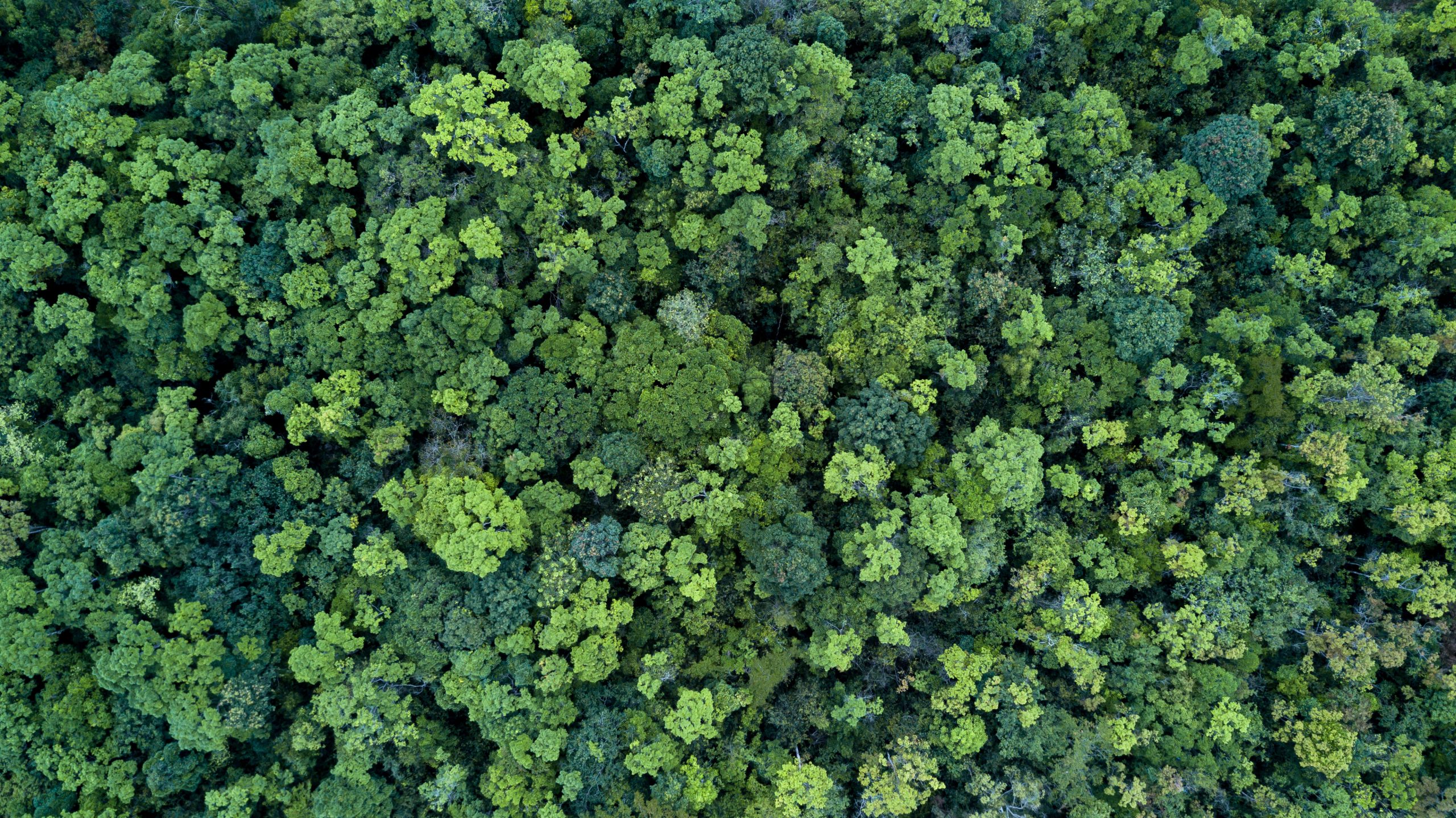 Forest and tree landscape texture background, Aerial top view fo