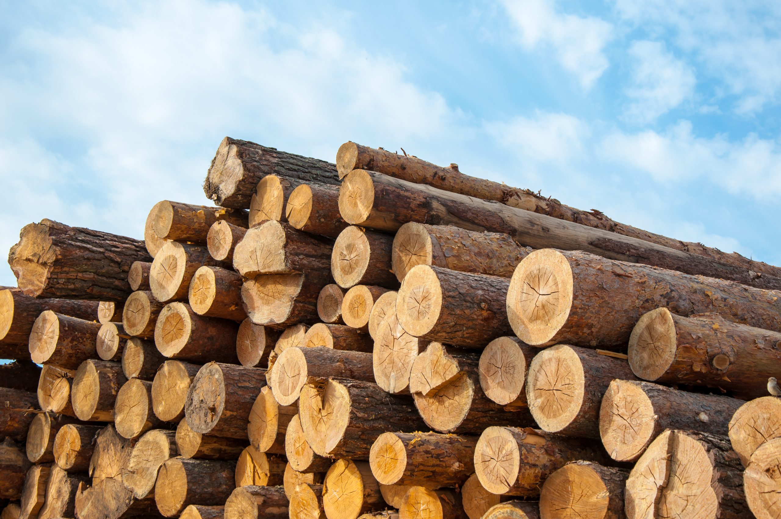 Timber or saw timber